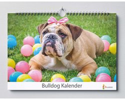 Bulldog kalender 35x24 cm | Verjaardagskalender Bulldog honden | Grappige Bulldog honden | Verjaardagskalender Volwassenen