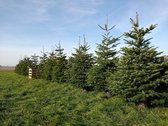 Echte Nordmann kerstboom 200-225 in pot gekweekt
