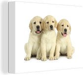 Canvas Schilderij Schattige Labrador Retriever puppy's - 40x30 cm - Wanddecoratie