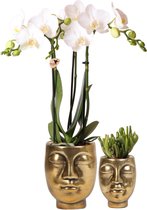 Planten set Face-2-face gold | Set met witte Phalaenopsis Orchidee Ø9cm en groene plant Succulent Ø6cm | incl. keramieken sierpotten