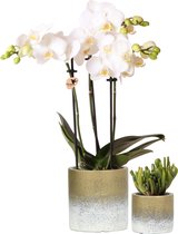 Planten set Flame gold | Set met witte Phalaenopsis Orchidee Ø9cm en groene plant Succulent Ø6cm | incl. cementen sierpotten