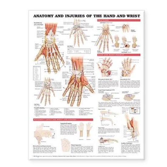 Anatomy And Injuries Of The Hand And Wrist Anatomical Chart - cover