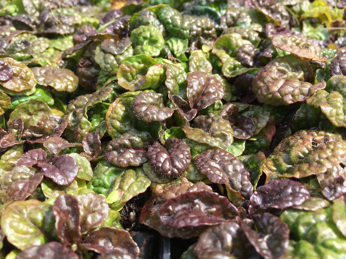 6 x Ajuga pyramidalis 'Metellica Crispa' - Zenegroen - P9 Pot (9 x 9cm) - Dima Vaste Planten