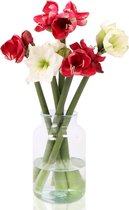 e-bloom | Amaryllis Kerst Mix - ca. 70 cm