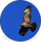 Buzzard est représenté sur le ciel bleu. Cercle mural aluminium ⌀ 140 cm
