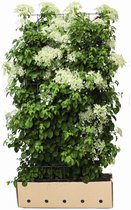 3 stuks | Klimhortensia Kant-en-klaar Hagen 180 cm Kant-en-klaar Hagen - Bladverliezend - Bloeiende plant - Populair bij vogels - Snelle groeier - Zeer winterhard**Inclusief GRATIS