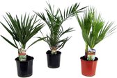 Plant in a Box - Buiten Palmbomen Mix - Mix van 3 planten - Pot ⌀15 cm -Hoogte ↕ 50-60cm