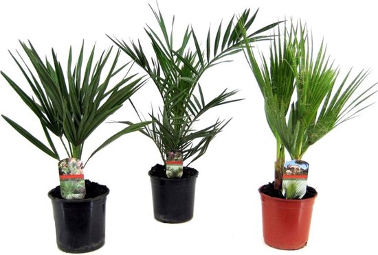 Plant in a Box - Buiten Palmbomen Mix - Mix van 3 planten - Pot 15cm -  Hoogte 50-70cm | bol.com