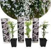 Plant in a Box - Set van 3 Jasminum Officinale - Jasmijn - Pot ⌀9cm -Hoogte  25-40cm - Klimplant - Winterhard - Tuinplant