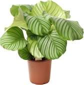 Plant in a Box - Calathea Orbifolia - Kamerplant - Pauwenplant - Pot 21cm - Hoogte 55-60cm