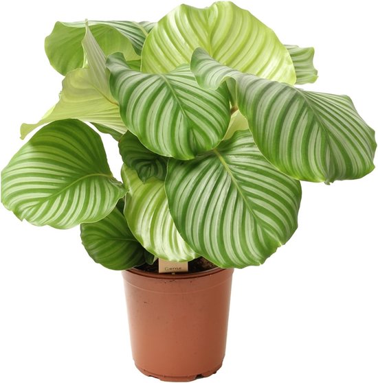 Plant in a Box - XL Calathea Orbifolia - Pot ⌀21cm - Hoogte ↕ 55-65cm