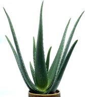 RealPlants - Aloe - 40 Cm - Ø 12 - 1 Stuks