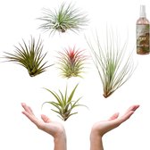 Plantasy | Tillandsia luchtplant mix XL | 5 stuks | 15 cm | Verzorgingsspray | Sterke planten | Weinig verzorging | Makkelijk decoreren