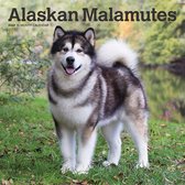 Alaskan Malamute Kalender 2022