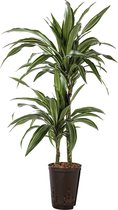 Plant in hydrocultuur systeem van Botanicly: Drakenboom met weinig onderhoud – Hoogte: 85 cm – Dracaena derem. Ulyssus