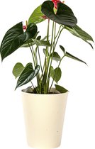 Plant in hydrocultuur systeem van Botanicly: Flamingoplant met weinig onderhoud – Hoogte: 5 cm – Anthurium andr. Turenza