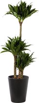 Plant in hydrocultuur systeem van Botanicly: Drakenboom met weinig onderhoud – Hoogte: 85 cm – Dracaena derem. Janet Craig