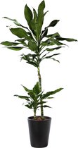 Plant in hydrocultuur systeem van Botanicly: Drakenboom met weinig onderhoud – Hoogte: 85 cm – Dracaena fragr. Janet Lind