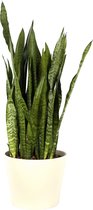 Plant in hydrocultuur systeem van Botanicly: Vrouwentongen met weinig onderhoud – Hoogte: 85 cm – Sansevieria trif. Ceylanica