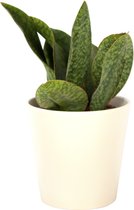 Plant in hydrocultuur systeem van Botanicly: Vrouwentongen met weinig onderhoud – Hoogte: 45 cm – Sansevieria trif. Masoniana