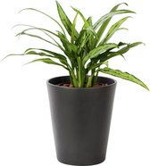 Plant in hydrocultuur systeem van Botanicly: Aglaonema met weinig onderhoud – Hoogte: 35 cm – Aglaonema commutatum Cutlass