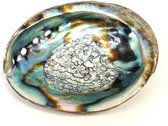 Abalone schelp ± 12-14cm - Licht blauwgroen