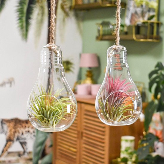Plantasy | Tillandsia luchtplant Ionantha in peer glas met touw | 2 stuks |  ø 11cm |... | bol.com