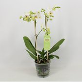 Orchidee van Botanicly – Vlinder orchidee – Hoogte: 40 cm, 1 tak – Phalaenopsis multiflora Coco