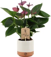 Kamerplant van Botanicly – Flamingoplant in twee toon keramiek pot als set – Hoogte: 36 cm – Anthurium baby purple