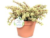 Bonsai van Botanicly – Portulacaria afra variegata – Hoogte: 20 cm