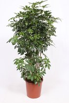 Kamerplant van Botanicly – Vingerboom – Hoogte: 120 cm – Schefflera arb. Compacta