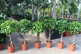 Kamerplanten van Botanicly – 6 × Treurvijg – Hoogte: 130 cm – Ficus benjamina