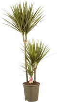 Kamerplant van Botanicly – Drakenboom – Hoogte: 120 cm – Dracaena Marginata Bicolor