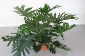 Kamerplant van Botanicly – Philodendron Bipinnatifidum – Hoogte: 119 cm