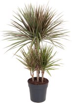 Kamerplant van Botanicly – Drakenboom – Hoogte: 100 cm – Dracaena Marginata Bicolor