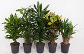 Kamerplanten van Botanicly – 6 × Vrouwentongen – Hoogte: 100 cm – Sansevieria Laurentii