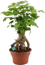 Kamerplant van Botanicly – China Doll plant – Hoogte: 50 cm – Radermachera sinica