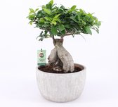 Kamerplant van Botanicly – Chinese vijg met grijze sierpot als set – Hoogte: 50 cm – Ficus microcarpa Ginseng