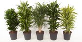 Kamerplanten van Botanicly – 5 × Drakenboom – Hoogte: 120 cm – Dracaena fragr. Janet Lind