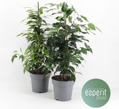 Kamerplanten van Botanicly – 2 × verschillende berkenvijgen – Hoogte: 70 cm – Ficus mix