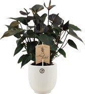 Kamerplant van Botanicly – Flamingoplant in witte keramische pot als set – Hoogte: 36 cm – Anthurium Black love