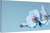 Schilderij -Blauwe Orchidee, 100x70cm, wanddecoratie