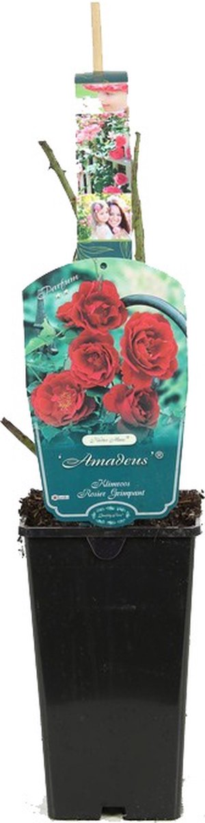 Rosa 'Amadeus' - Klimroos, Pot 3.5L, 40 cm: Dieprode, herbloeiende klimroos.