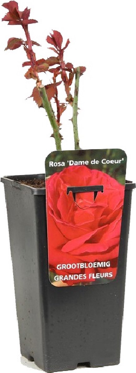 Rosa 'Dame de Coeur' - Grootbloemige roos, Pot 3.5L, 40 cm: Grote, dieprode bloemen met een fluweelachtige textuur.