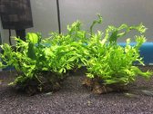 3x Driegaats cocosnoot met microsorum
