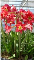 Amaryllis Multiflora Rood met wit (Garden) hippeastrum