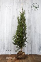 10 stuks | Leylandii conifeer Kluit 125-150 cm - Geschikt in kleine tuinen - Snelle groeier - Zeer winterhard