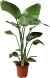 Plant in a Box - Strelitzia Nicolai - Paradijsvogelbloem - Paradijsvogelplant - Groene kamerplant - Pot 21cm - Hoogte 90-110cm
