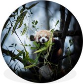 WallCircle - Wandcirkel ⌀ 150 - Panda - Planten - Takken - Ronde schilderijen woonkamer - Wandbord rond - Muurdecoratie cirkel - Kamer decoratie binnen - Wanddecoratie muurcirkel - Woonaccessoires