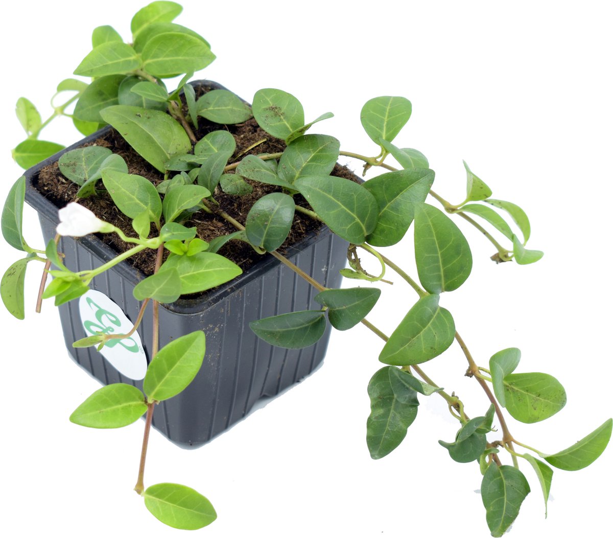 12 Plants Vinca Minor Alba (Petite Pervenche Blanche) – Plante Couvre-sol Persistant – Fleurs Blanches Printanières – Pot 9x9 Cm